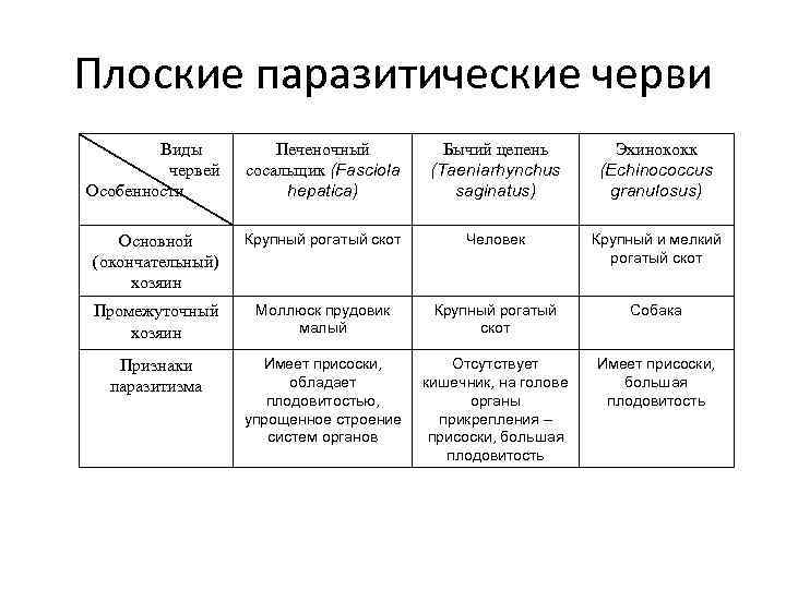 Плоские паразитические черви Виды червей Особенности Печеночный сосальщик (Fasciola hepatica) Бычий цепень (Taeniarhynchus saginatus)
