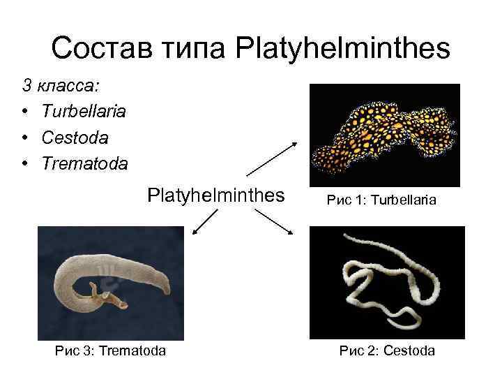 Состав типа Platyhelminthes 3 класса: • Turbellaria • Cestoda • Trematoda Platyhelminthes Рис 3: