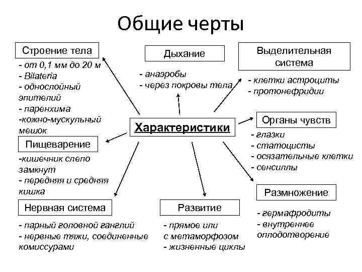 Общие черты Строение тела - от 0, 1 мм до 20 м - Bilateria