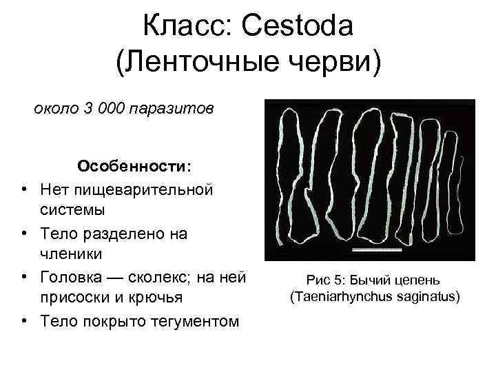 Класс: Cestoda (Ленточные черви) около 3 000 паразитов • • Особенности: Нет пищеварительной системы