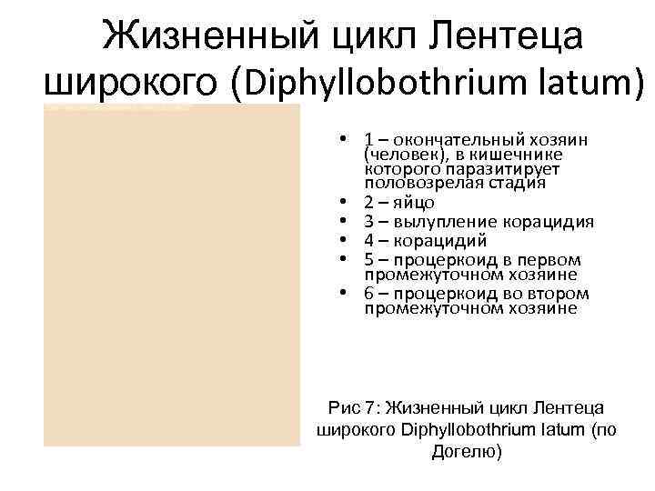 Жизненный цикл Лентеца широкого (Diphyllobothrium latum) • 1 – окончательный хозяин (человек), в кишечнике