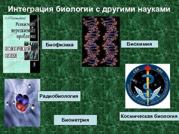 Интеграция биологии с другими науками Биофизика Биохимия Радиобиология Биометрия Космическая биология 