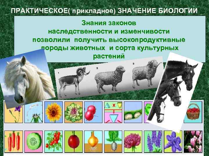 ПРАКТИЧЕСКОЕ( прикладное) ЗНАЧЕНИЕ БИОЛОГИИ Знания законов наследственности и изменчивости позволили получить высокопродуктивные породы животных