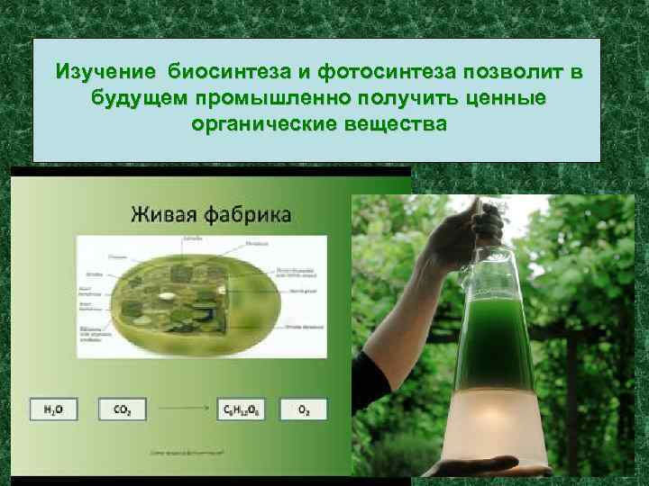 Изучение биосинтеза и фотосинтеза позволит в будущем промышленно получить ценные органические вещества 