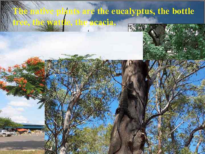 The native plants are the eucalyptus, the bottle tree, the wattle, the acacia. 