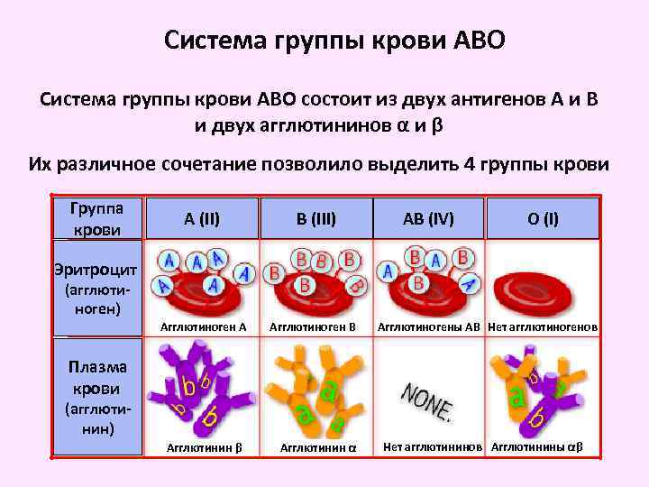 Система группы крови АВО состоит из двух антигенов А и В и двух агглютининов