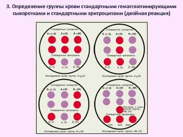 3. Определение группы крови стандартными гемагглютинирующими сыворотками и стандартными эритроцитами (двойная реакция) 