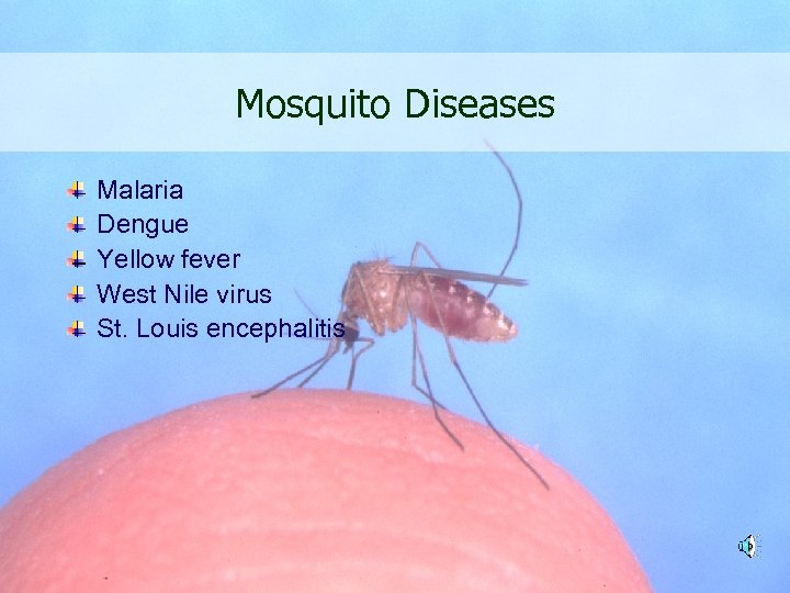 Mosquito Diseases Malaria Dengue Yellow fever West Nile virus St. Louis encephalitis 