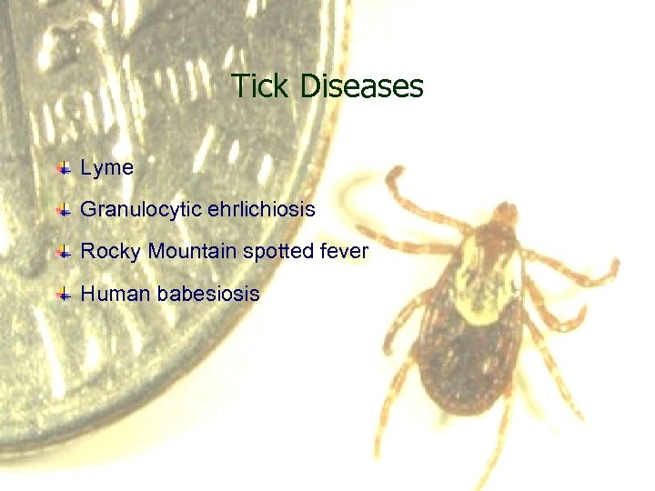 Tick Diseases Lyme Granulocytic ehrlichiosis Rocky Mountain spotted fever Human babesiosis 