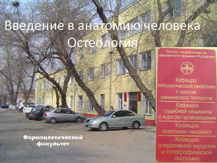 Введение в анатомию человека Остеология Фармацевтический факультет 