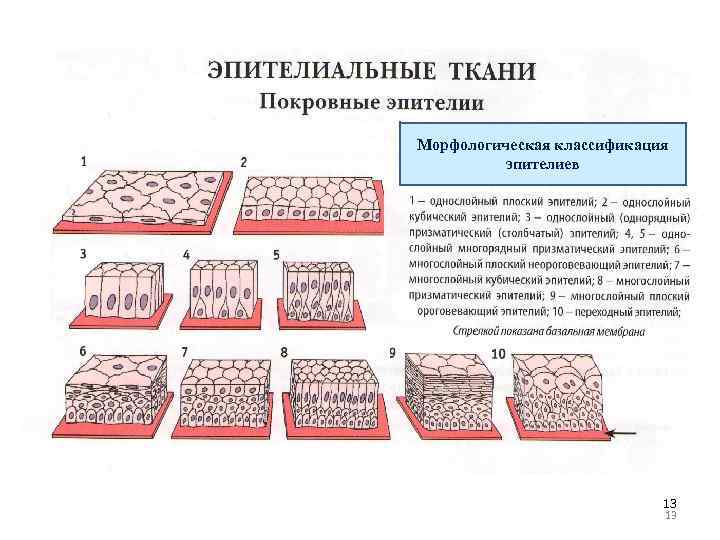 Морфологическая классификация эпителиев 13 13 