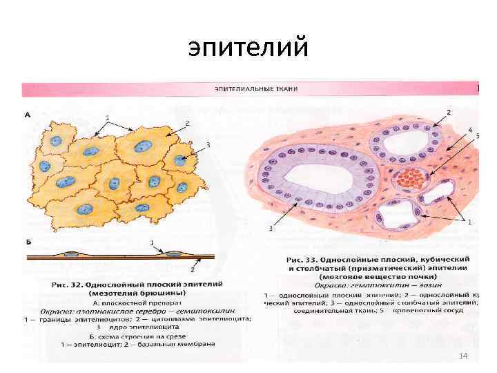 эпителий 14 