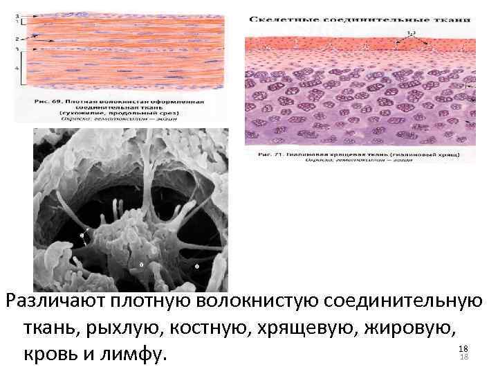 Различают плотную волокнистую соединительную ткань, рыхлую, костную, хрящевую, жировую, 18 кровь и лимфу. 18