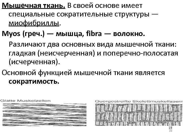 Мышечная ткань. В своей основе имеет специальные сократительные структуры ― миофибриллы. Myos (греч. )