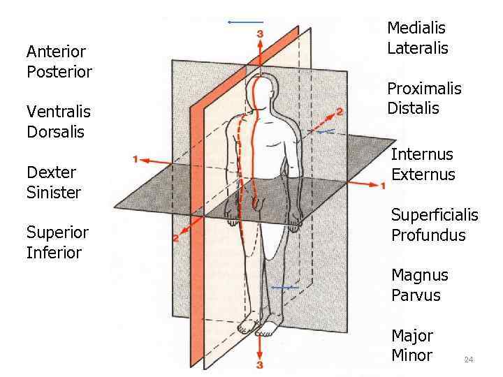 Anterior Posterior Ventralis Dorsalis Dexter Sinister Superior Inferior Medialis Lateralis Proximalis Distalis Internus Externus