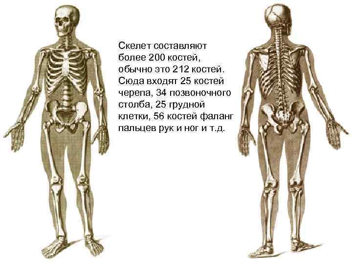 Скелет составляют более 200 костей, обычно это 212 костей. Сюда входят 25 костей черепа,