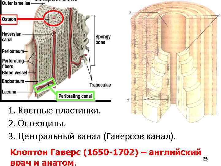 1. Костные пластинки. 2. Остеоциты. 3. Центральный канал (Гаверсов канал). Клоптон Гаверс (1650 -1702)