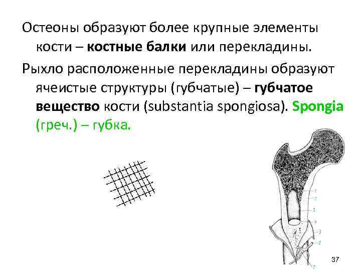 Остеоны образуют более крупные элементы кости – костные балки или перекладины. Рыхло расположенные перекладины