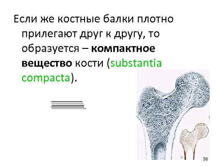 Если же костные балки плотно прилегают друг к другу, то образуется – компактное вещество