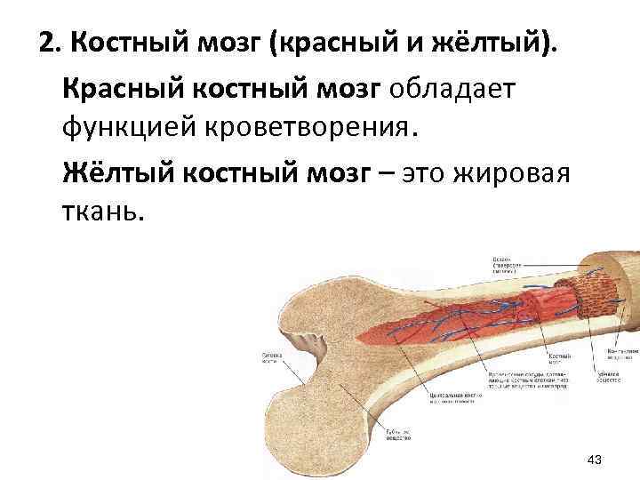 2. Костный мозг (красный и жёлтый). Красный костный мозг обладает функцией кроветворения. Жёлтый костный