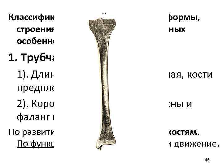 Классификация костей на основе их формы, строения, развития и функциональных особенностей: 1. Трубчатые кости.