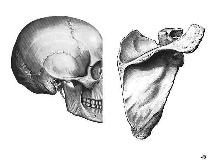3. Плоские кости. 1) Кости черепа (крыши черепа). По развитию относятся к первичным костям