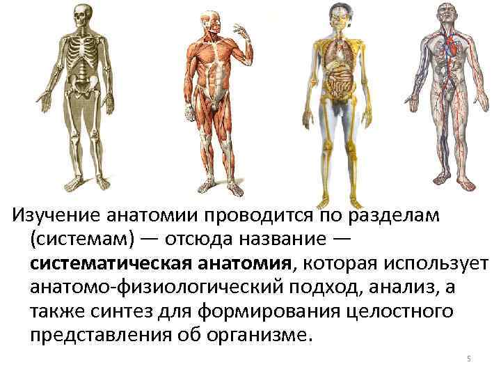 Изучение анатомии проводится по разделам (системам) ― отсюда название ― систематическая анатомия, которая использует