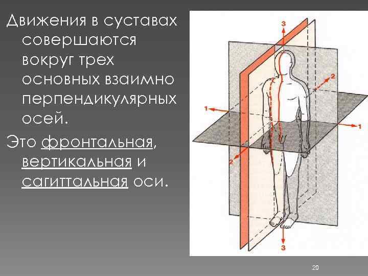 Движения в суставах совершаются вокруг трех основных взаимно перпендикулярных осей. Это фронтальная, вертикальная и