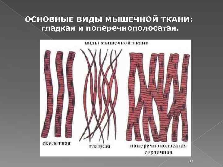 Сердечная мышечная ткань рисунок