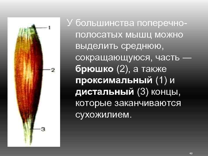 У большинства поперечнополосатых мышц можно выделить среднюю, сокращающуюся, часть ― брюшко (2), а также