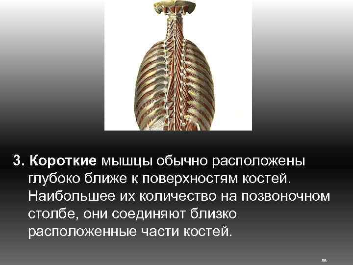 3. Короткие мышцы обычно расположены глубоко ближе к поверхностям костей. Наибольшее их количество на