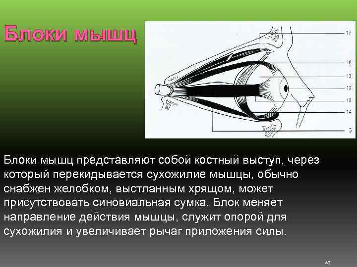 Блоки мышц представляют собой костный выступ, через который перекидывается сухожилие мышцы, обычно снабжен желобком,