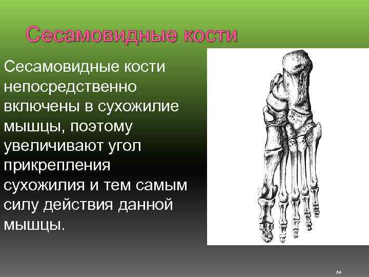 Сесамовидные кости непосредственно включены в сухожилие мышцы, поэтому увеличивают угол прикрепления сухожилия и тем