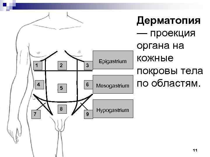 1 4 7 2 5 8 3 6 9 Epigastrium Mesogastrium Дерматопия — проекция