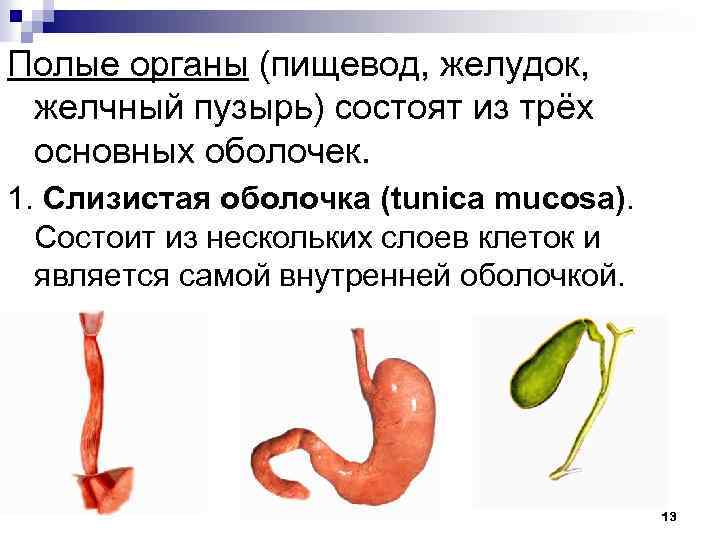 Полые органы (пищевод, желудок, желчный пузырь) состоят из трёх основных оболочек. 1. Слизистая оболочка