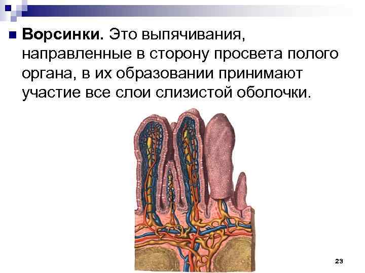 n Ворсинки. Это выпячивания, направленные в сторону просвета полого органа, в их образовании принимают