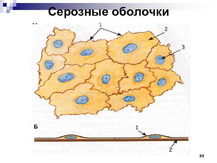 Серозные оболочки 33 