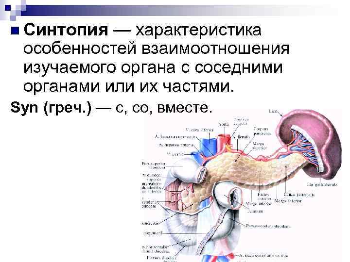 n Синтопия — характеристика особенностей взаимоотношения изучаемого органа с соседними органами или их частями.