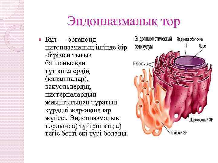 Эндоплазмалық тор Бұл — органоид питоплазманың ішінде бір -бірімен тығыз байланысқан түтікшелердің (каналшалар), вакуольдердің,