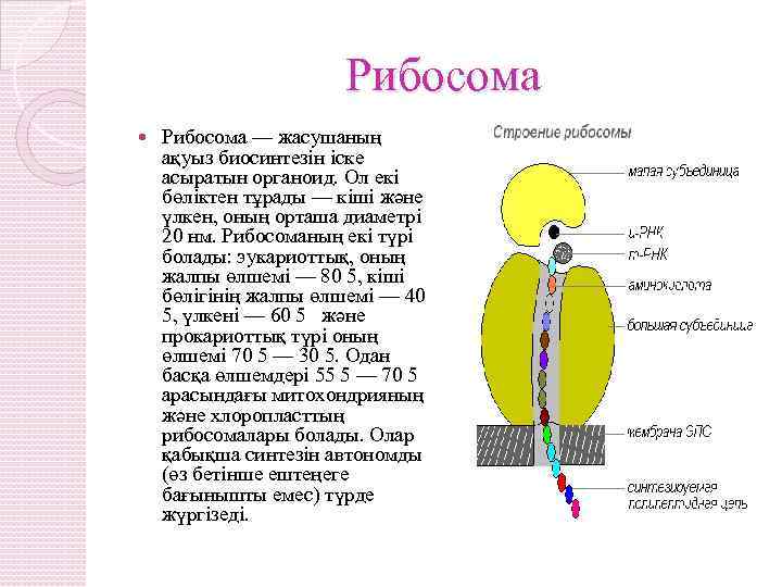 Рибосома — жасушаның ақуыз биосинтезін іске асыратын органоид. Ол екі бөліктен тұрады — кіші