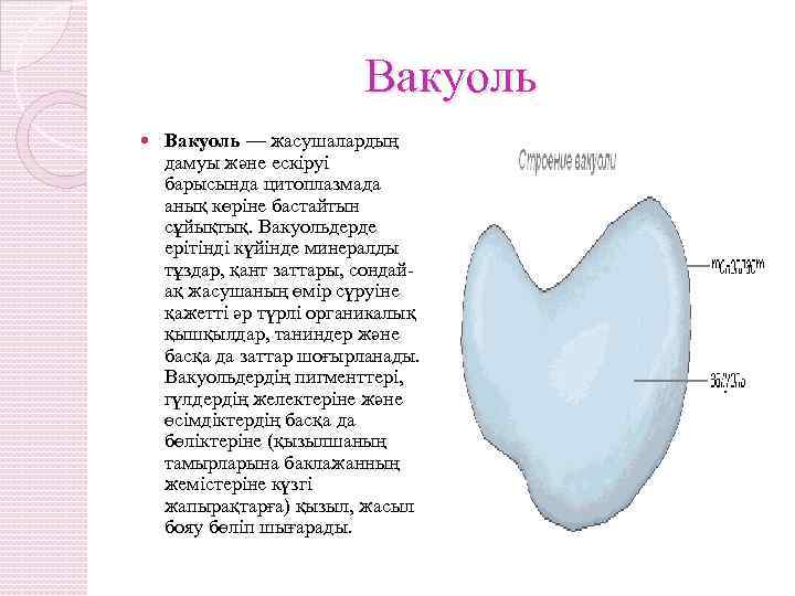 Вакуоль — жасушалардың дамуы және ескіруі барысында цитоплазмада анық көріне бастайтын сұйықтық. Вакуольдерде ерітінді