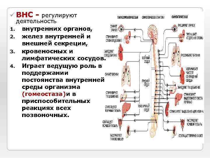 ü ВНС - регулируют деятельность 1. внутренних органов, 2. желез внутренней и внешней секреции,