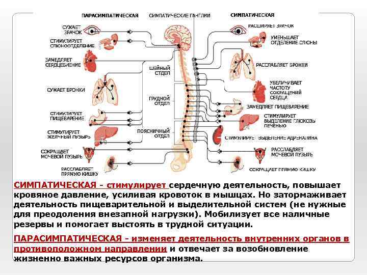 СИМПАТИЧЕСКАЯ - стимулирует сердечную деятельность, повышает кровяное давление, усиливая кровоток в мышцах. Но затормаживает