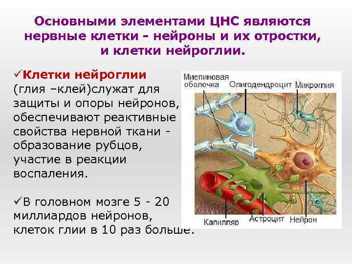 Основными элементами ЦНС являются нервные клетки - нейроны и их отростки, и клетки нейроглии.