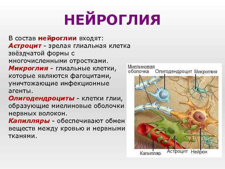 НЕЙРОГЛИЯ В состав нейроглии входят: Астроцит - зрелая глиальная клетка звёздчатой формы с многочисленными