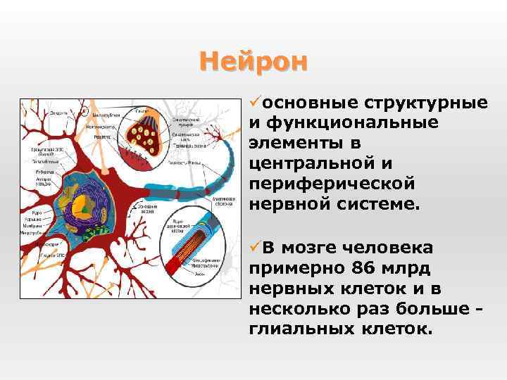 Нейрон üосновные структурные и функциональные элементы в центральной и периферической нервной системе. üВ мозге