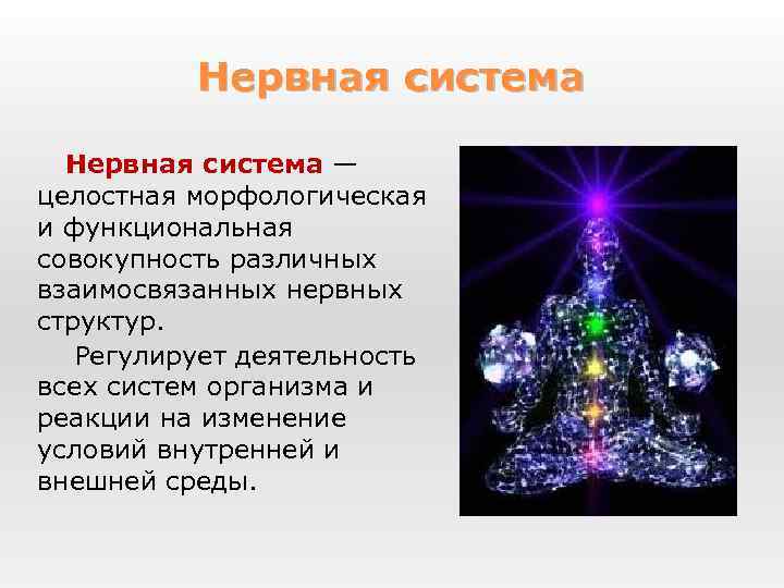 Нервная система — целостная морфологическая и функциональная совокупность различных взаимосвязанных нервных структур. Регулирует деятельность