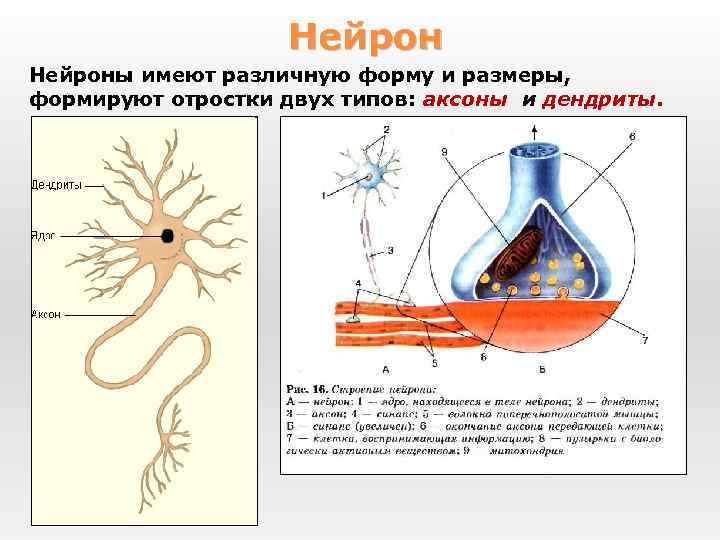 Нейроны имеют различную форму и размеры, формируют отростки двух типов: аксоны и дендриты. 