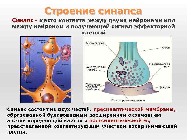 Строение синапса Синапс - место контакта между двумя нейронами или между нейроном и получающей