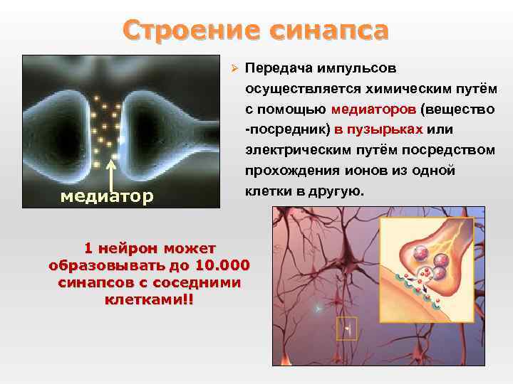 Передача нервного импульса через синапс рисунок